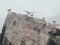 -海驴岛(荣成市)