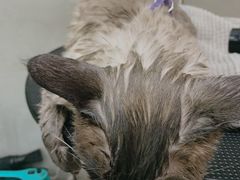 -PETKIT 小佩宠物·低压洗护·美容·寄养(安远店)