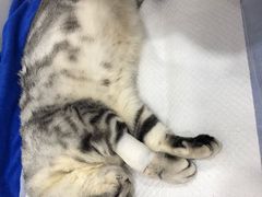 -创凡宠物医院·骨专科  猫科中心(西乡分院)