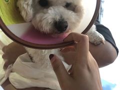 -爱侣宠医·鹦鹉专科·小型哺乳类·异宠专科(灵石路店)