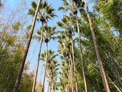 -中国科学院西双版纳热带植物园