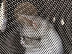 -艾贝尔宠物医院·狂犬免疫点(江山金象城店)