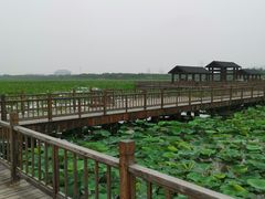 -天津东丽湖风景区