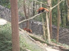 -都江堰中华大熊猫苑