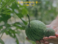 -西瓜小镇