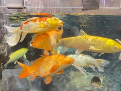 -上海海洋水族馆