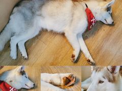 -Husky Go! 哈士奇体验馆·宠物咖啡厅狗咖