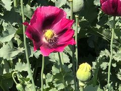 -国家植物园南园