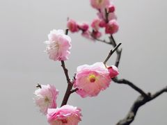 -石家庄市植物园