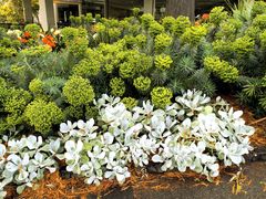 -墨尔本皇家植物园