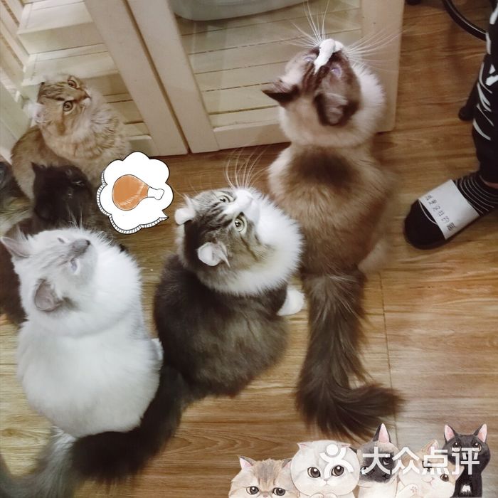 猫主题·就是这样的喵meow cafe