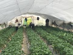 -小鱼草莓采摘园农家乐·小鱼餐厅