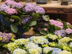 -双季花艺园艺市场(浦东店)