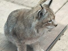 -青藏高原野生动物园