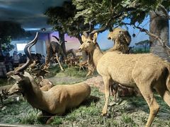 -国家自然博物馆