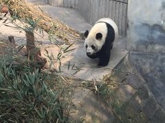 -成都大熊猫繁育研究基地