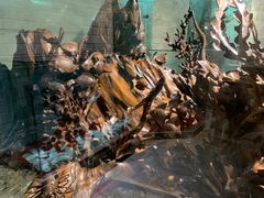 -乐山乌木文化博览苑