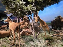 -国家自然博物馆