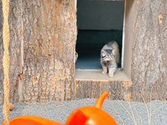 -青藏高原野生动物园
