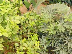 -沈阳植物园