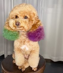 -New Fashion发型定制