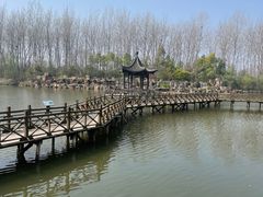 -合肥滨湖国家森林公园