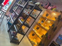-喵百万·布偶·蓝金金渐层英短·猫舍(百子湾店)