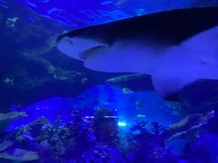 -江和美海洋公园