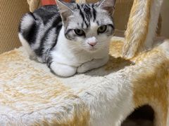 -藏猫猫咖啡主题馆(中央大道店)