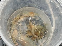 -DGE季风钓虾营地·团建·聚会