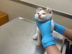 -爱妮康宠物医院·干细胞免疫细胞·肿瘤·心脏(张江店)