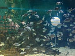 -烟台海昌鲸鲨海洋公园