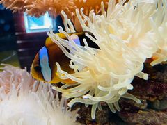 -太平洋海底世界