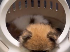 -美联众合动物医院·24h转诊中心