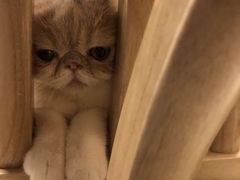 -飞行喵MR PILOT|猫舍·猫咖(静安大融城店)