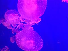 -华夏文旅西安度假区