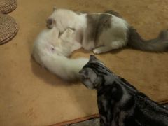 -猫猫幼稚园·撸猫·桌游·电玩