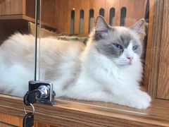 -叮叮猫咪生活馆