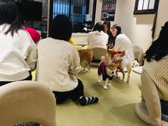 -逗柴咖啡屋·狗咖猫咖宠物桌游