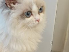 -有喵·猫咖·狗咖·30几只猫10只小狗(岗厦店)