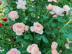 -龙大花卉苗木市场