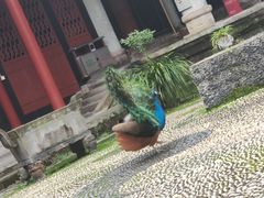 -都江堰普照寺