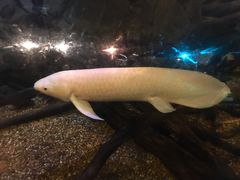 -悉尼海洋生物水族馆