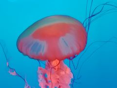 -太平洋海底世界