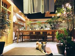 -柴务处·柴犬主题狗咖