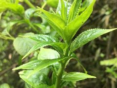 -龙苍沟森林公园