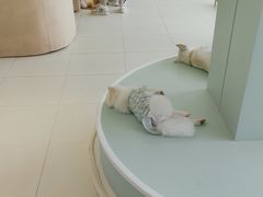 -怪兽屋·羊驼·猫咖·狗咖(俊华广场店)