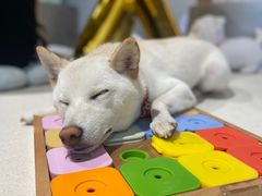 -柴务处·柴犬主题狗咖