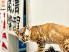 -有喵·猫咖·狗咖·30几只猫10只小狗(岗厦店)