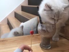 -瞄一喵猫咖(格力海岸店)